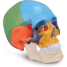 Upgraded Life Size Human Colored Head Skull Anatomical Model w/ Newest Laser-Etched Fonts for Medical Student Human Anatomy Study Course Demonstration, Each